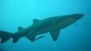 Diving with Sharks