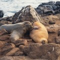 Spend your next vacation on the Galapagos Islands