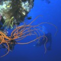 5 Activities for Thrill Seekers in Fiji [Sponsored Post]