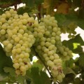 Getting from Buenos Aires to Mendoza (and return)