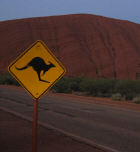 kangaroo