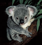 koala