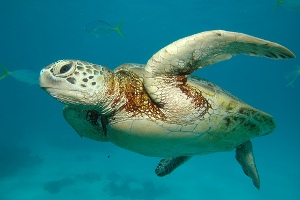 Great Barrier Reef -Sea Turtle