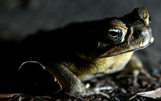 cane-toad