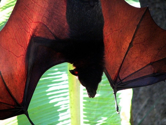 flying-fox