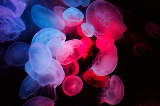 jellyfish