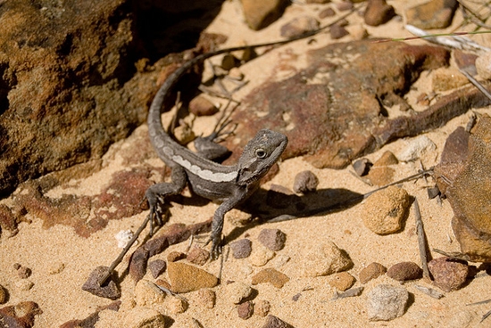 lizard