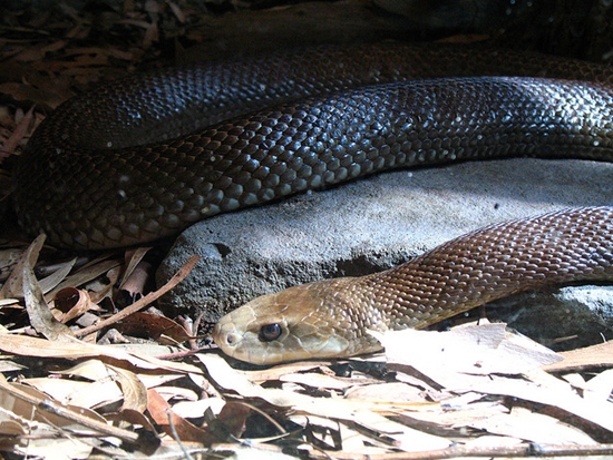 taipan-snake Taipan