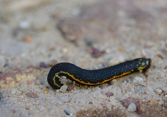 terrestrial-leech
