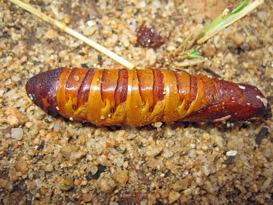 witchetty-grubb-shell