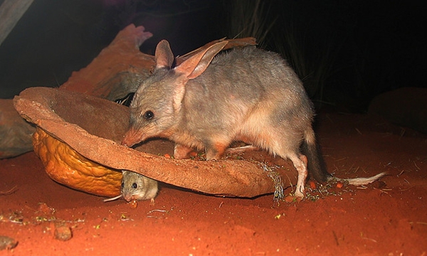 bilby bilby