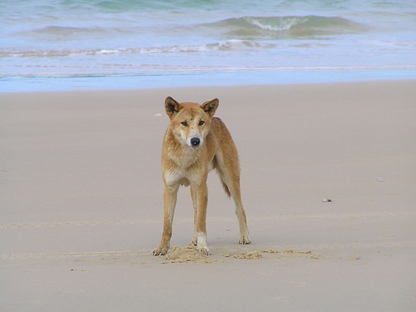 dingo dingo