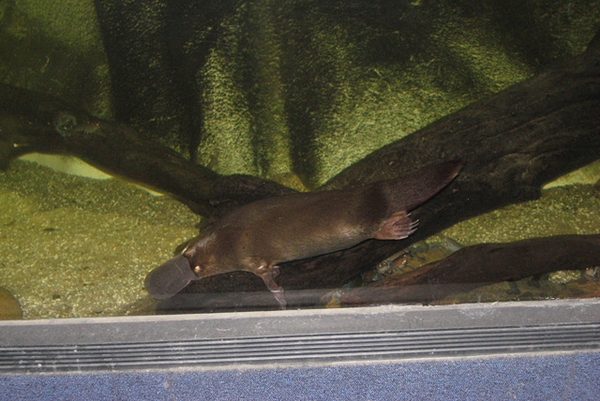 platypus platypus
