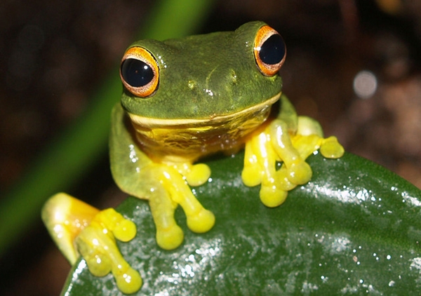 tree-frog tree frog
