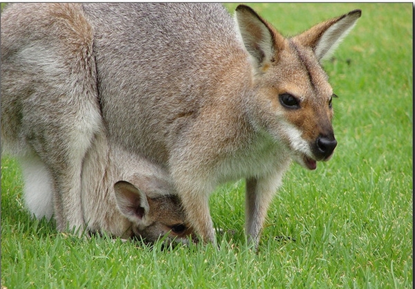wallaby wallaby