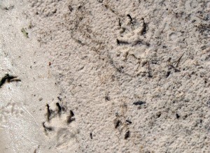 dingo tracks
