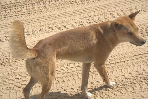 dingo