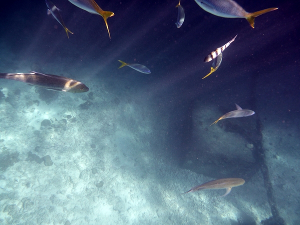 fish in light streams