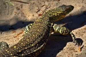 goanna
