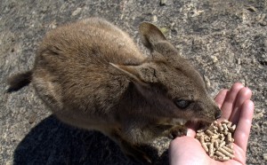 rock-wallaby