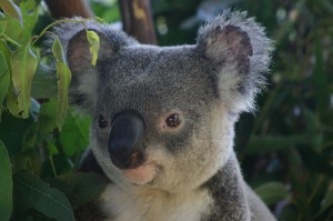 koala