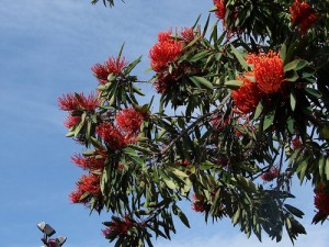 queensland trees
