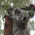 Top 5 Perth Outdoor Attractions