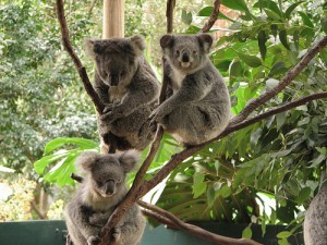 koala park sanctuary