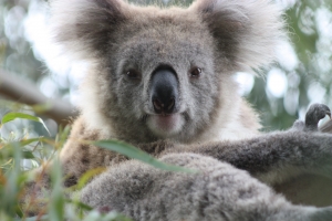 koala