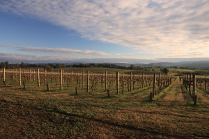 yarra vineyard