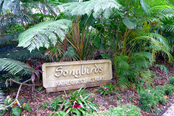 songbirds sign