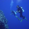 Top 10 Dive Reefs in Queensland [Sponsored Post]