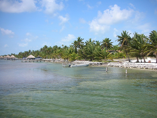 Ambergris palms