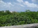 Birdwatching on Ambergris Caye – The People Perch at the Caribbean Villas