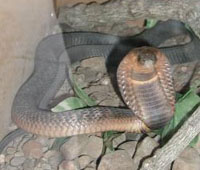 cobra.jpg
