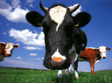 cow_1.jpg