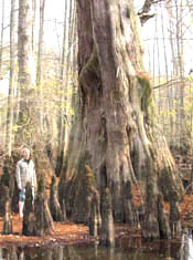 treefest.jpg