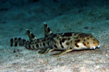 walking-shark.jpg