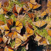 20061030_monarchs.jpg