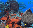 coral.jpg