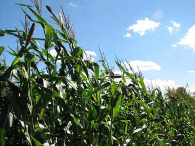corn2.JPG