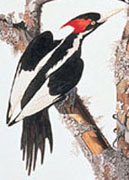 ivory-billed_woodpecker.jpg