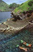 komodo.jpg