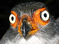 micrasturgilvicollis_5f200px.jpg