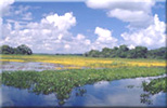 pantanal.jpg