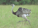 pantanal_image1.jpg