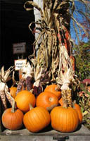 pumpkins.jpg