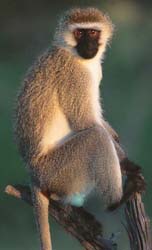 vervet_monkey.jpg