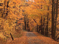 vt-trees.jpg