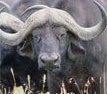 buffalo_lg.jpg